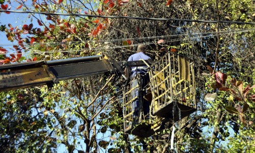 Prefeitura de Barra Mansa realiza poda de árvore no bairro Ano Bom neste domingo